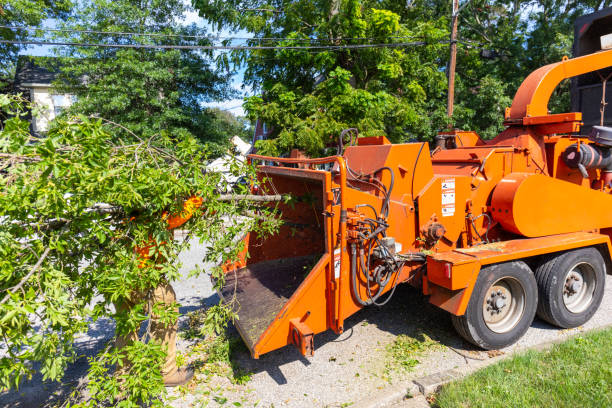 Best Tree Root Removal  in Home, WA